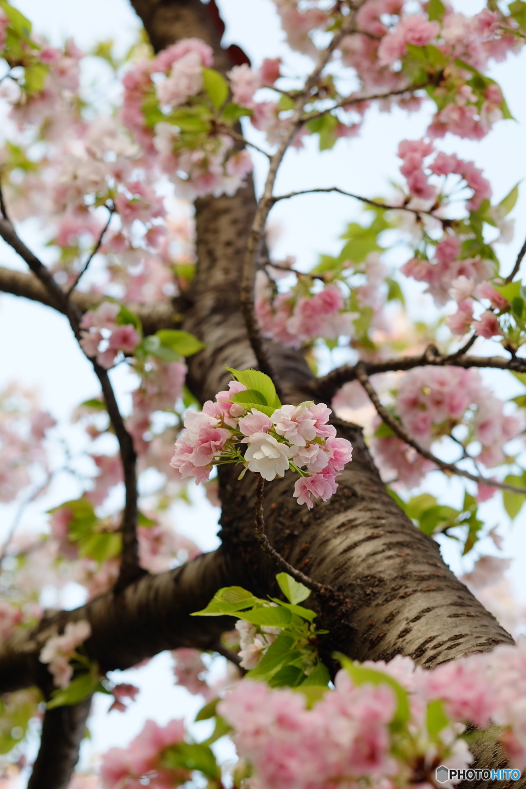 桜を見あげて