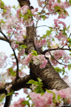 桜を見あげて