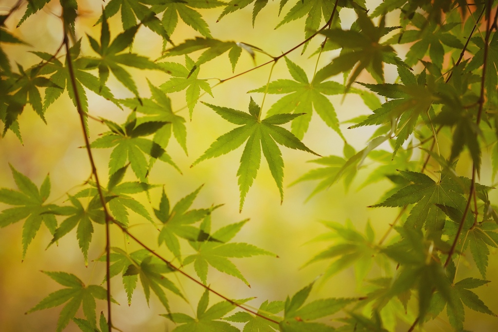 秋模様