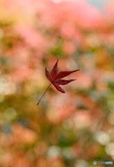 Swinging in the wind♪