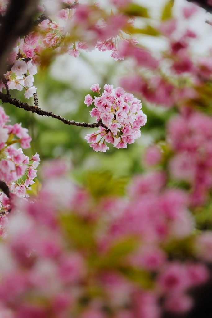 造幣局の桜②