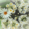 pure white