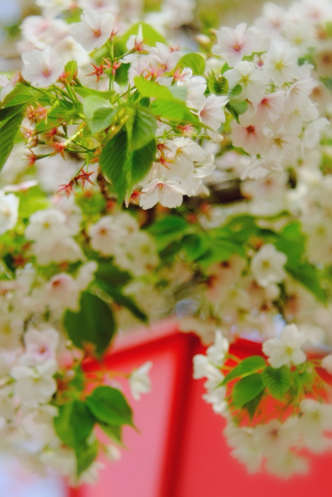 造幣局の桜