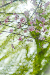 桜と柳のコラボ