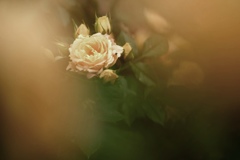 classical rose