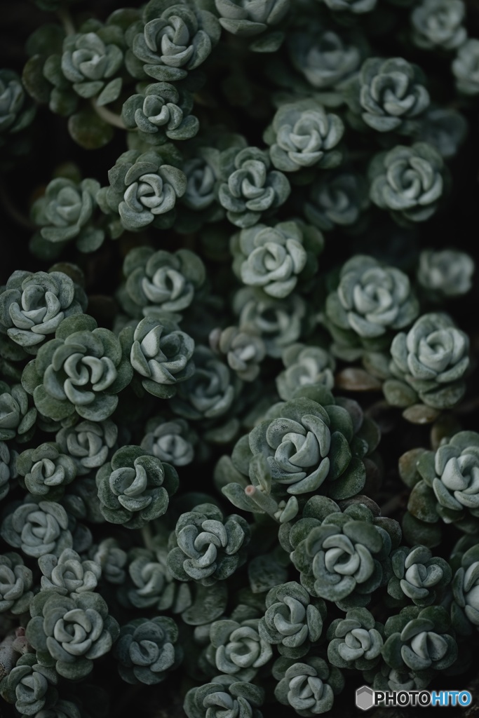 Succulent...