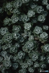 Succulent...