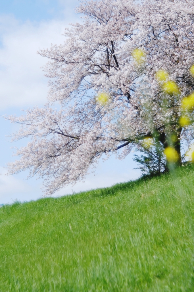 菜の花のポンポン