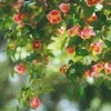 camellia