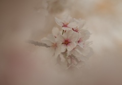 はかなく