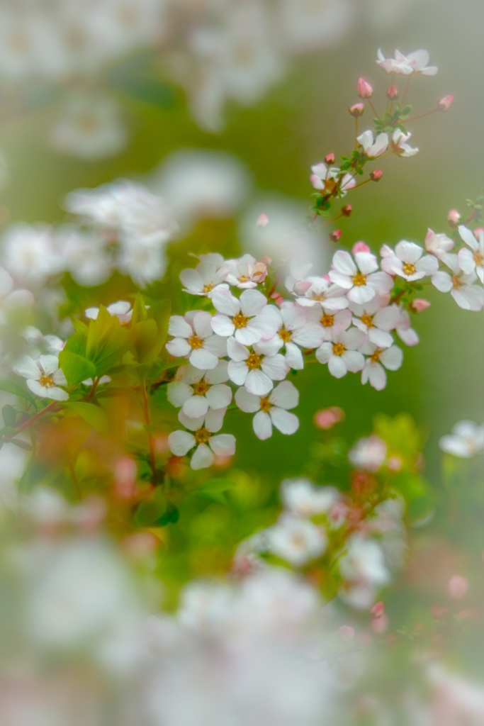 scent of spring