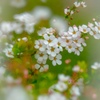 scent of spring