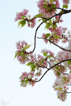 散りゆく桜