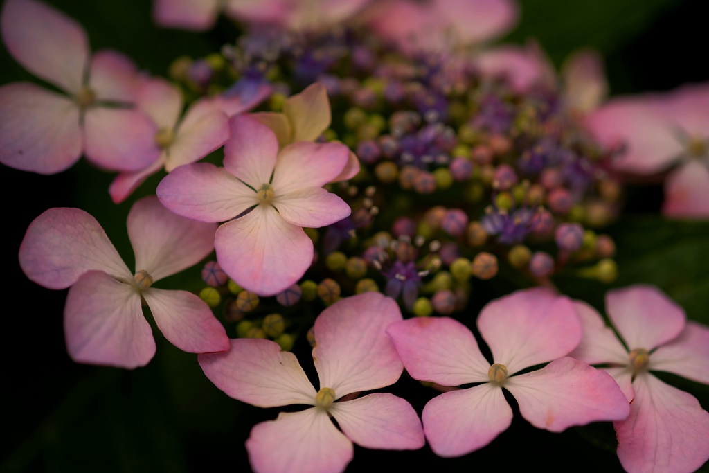 紫陽花　　