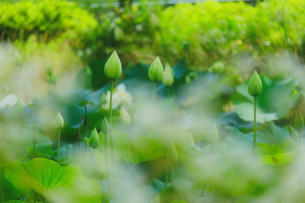 涅槃浄土