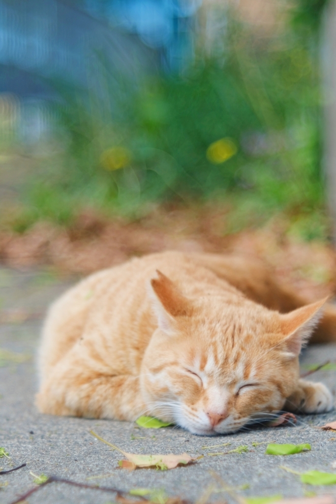 スヤスヤZzzzzz