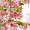 八重桜