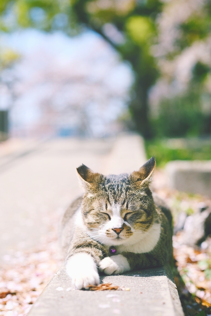 日向ぼっこ