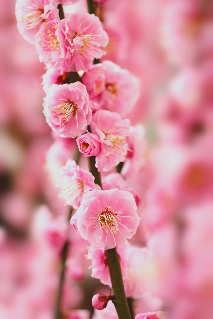 Full bloom 