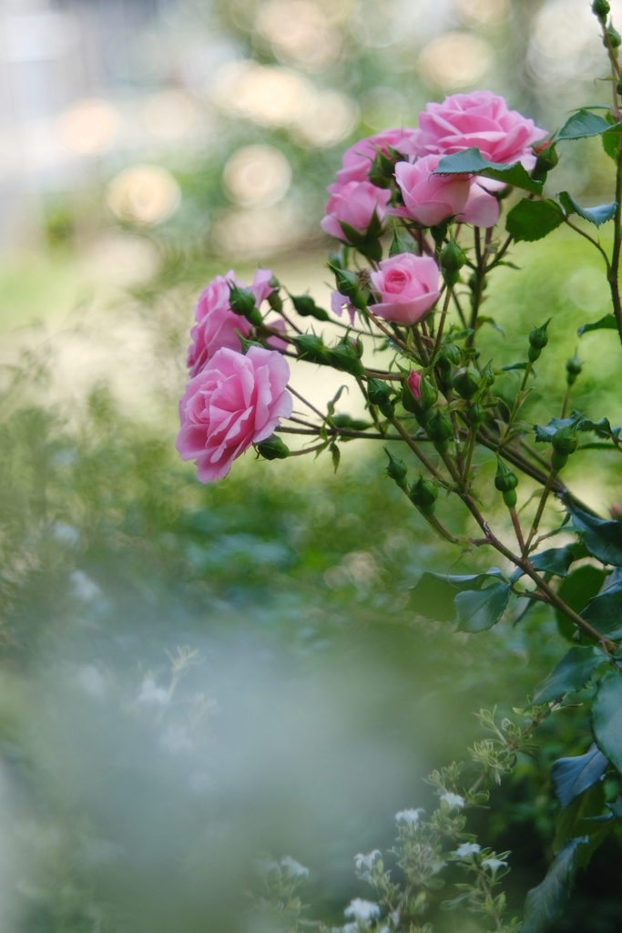 scent of spring