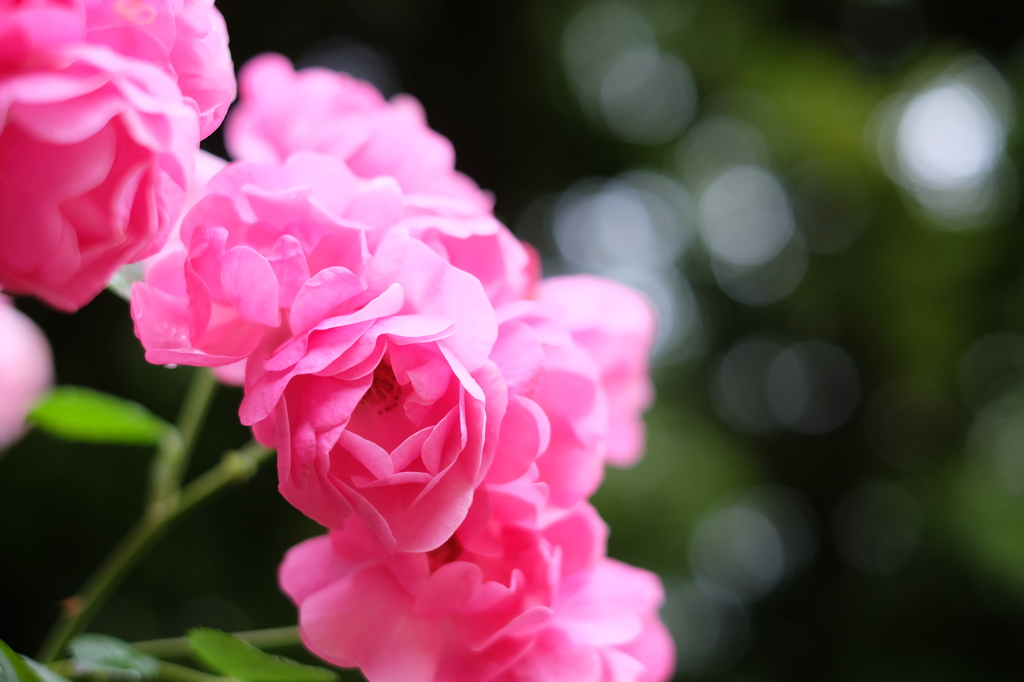 去年の薔薇　PART2