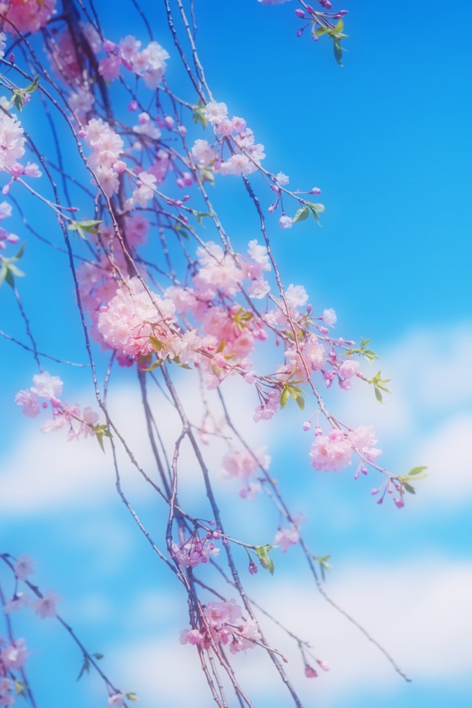 春風にのって