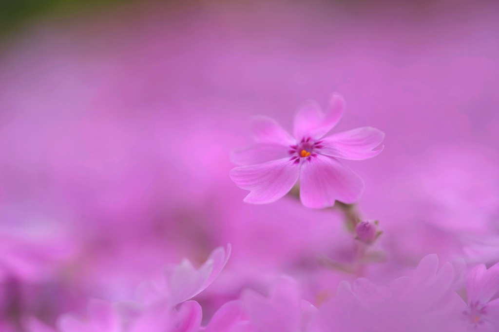 芝桜
