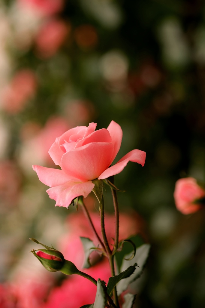 sweet rose