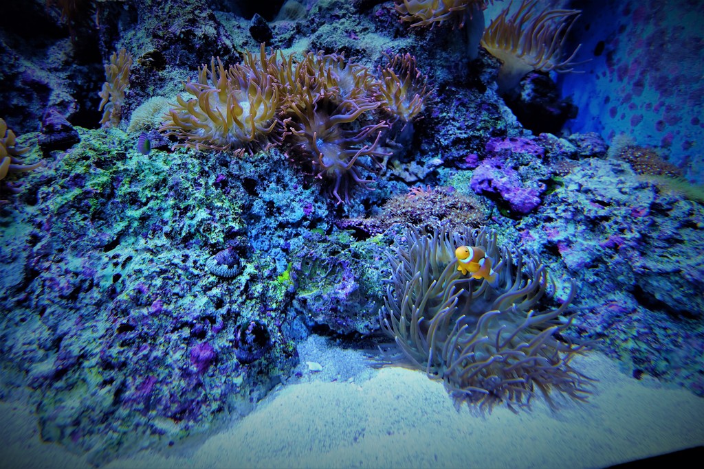 Finding Nemo♪