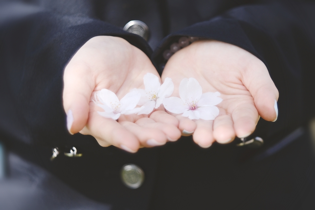卒業記念✤✤✤桜