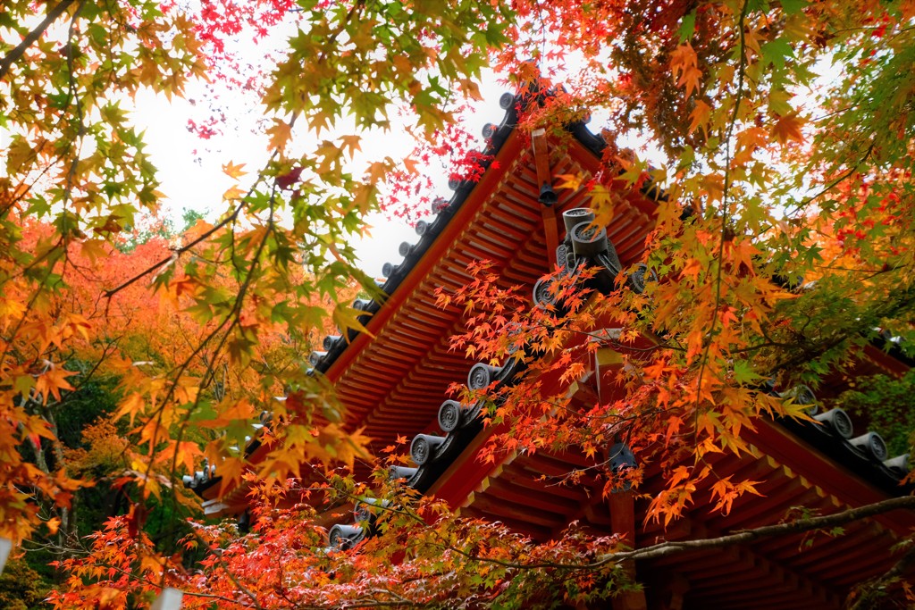 紅葉の嵐