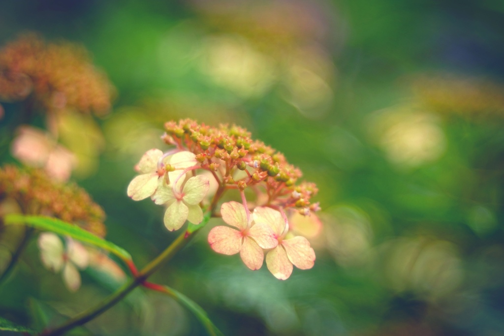 雨の紫陽花