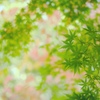 優しい秋