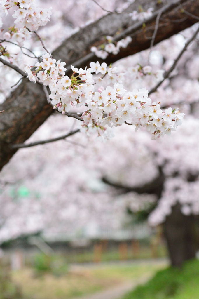 桜 2016