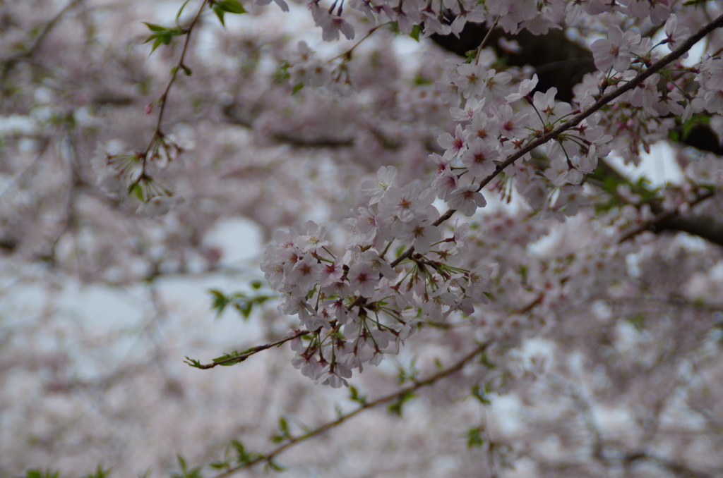 知覧特攻平和会館　桜