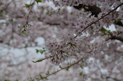 知覧特攻平和会館　桜