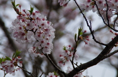 知覧特攻平和会館　桜