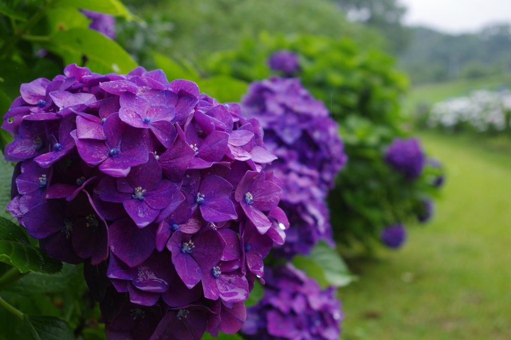 紫陽花