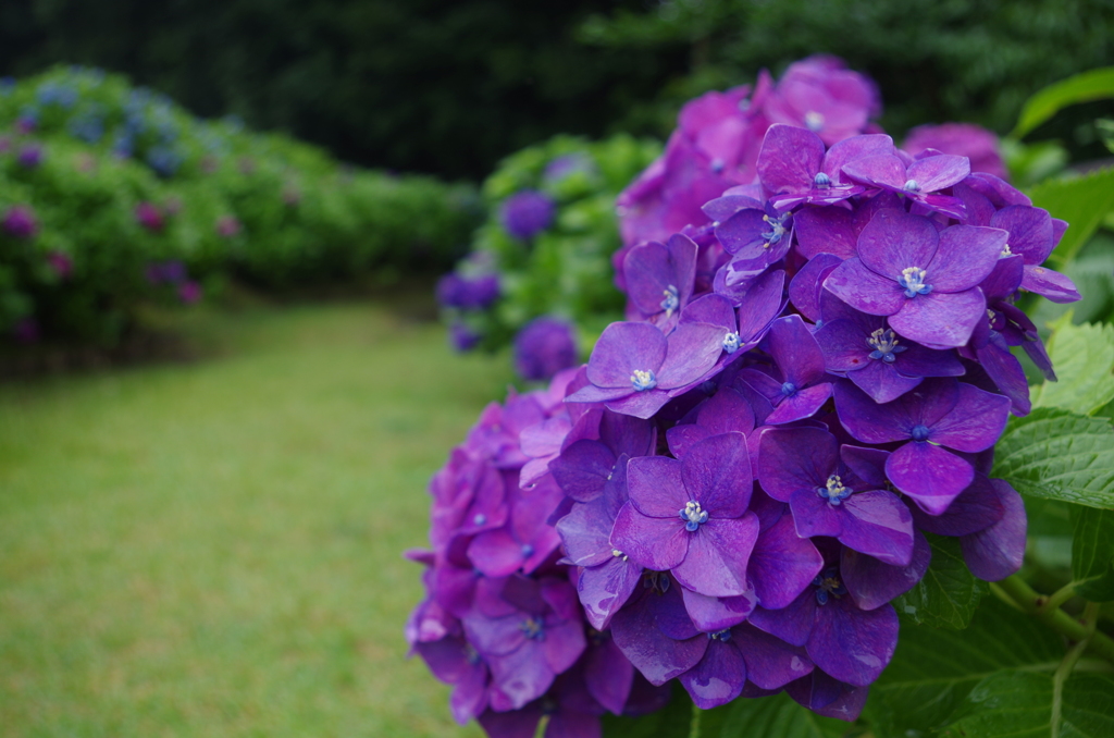 紫陽花