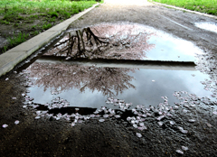 雨上がりの桜