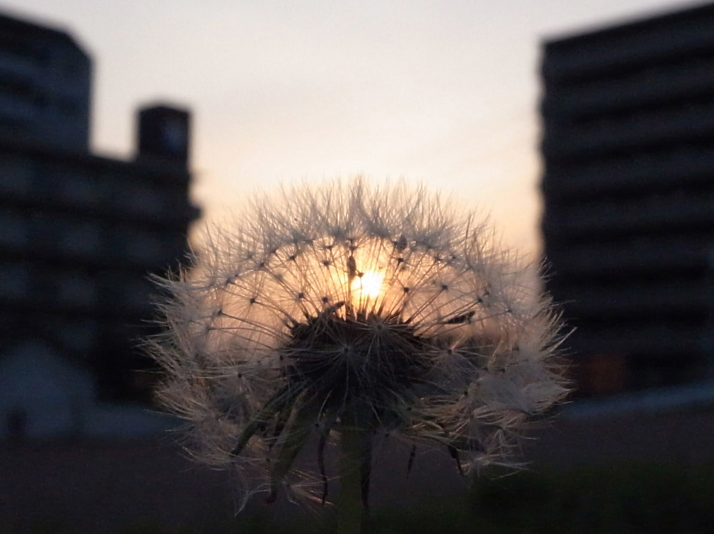旅立ちの夕焼け