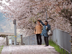 桜吹雪