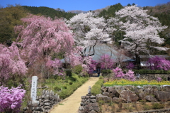 桜の競演