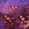 ニモ×３