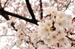 桜