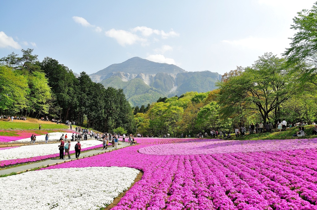 芝桜の風景