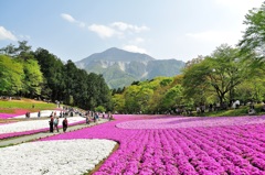 芝桜の風景