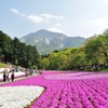 芝桜の風景