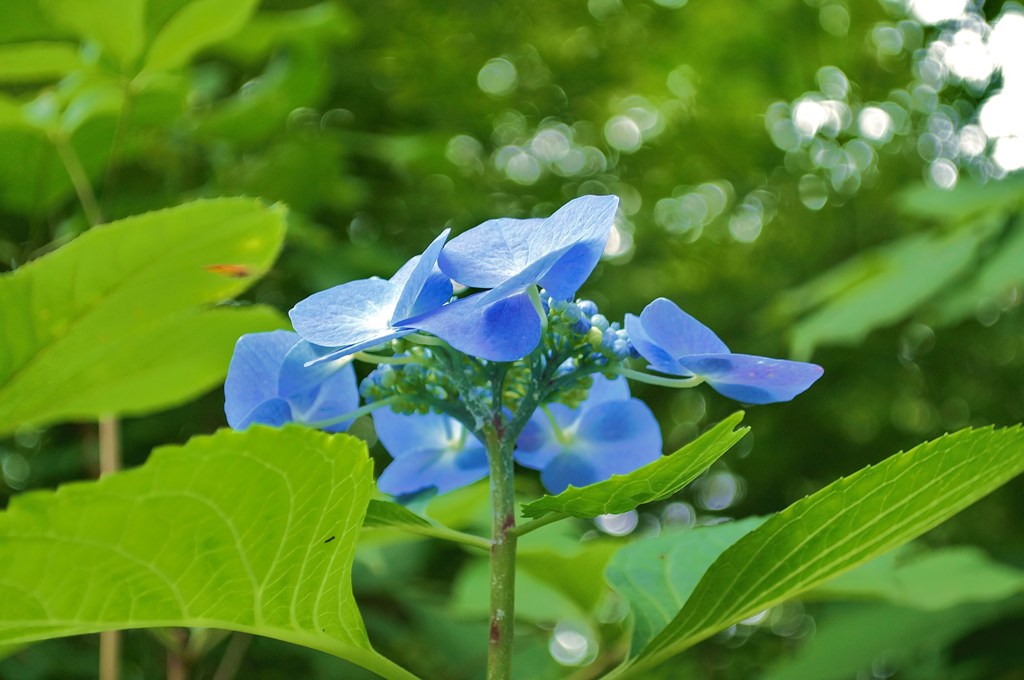 薄青