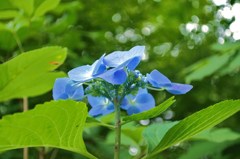 薄青